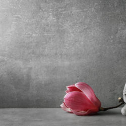 A Meditator's Guide